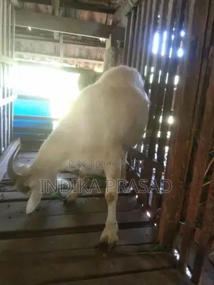 පට්ටි වැටුණු සනාන් වැස්සියෙක් සහ වැස්සි පැටියෙක්
