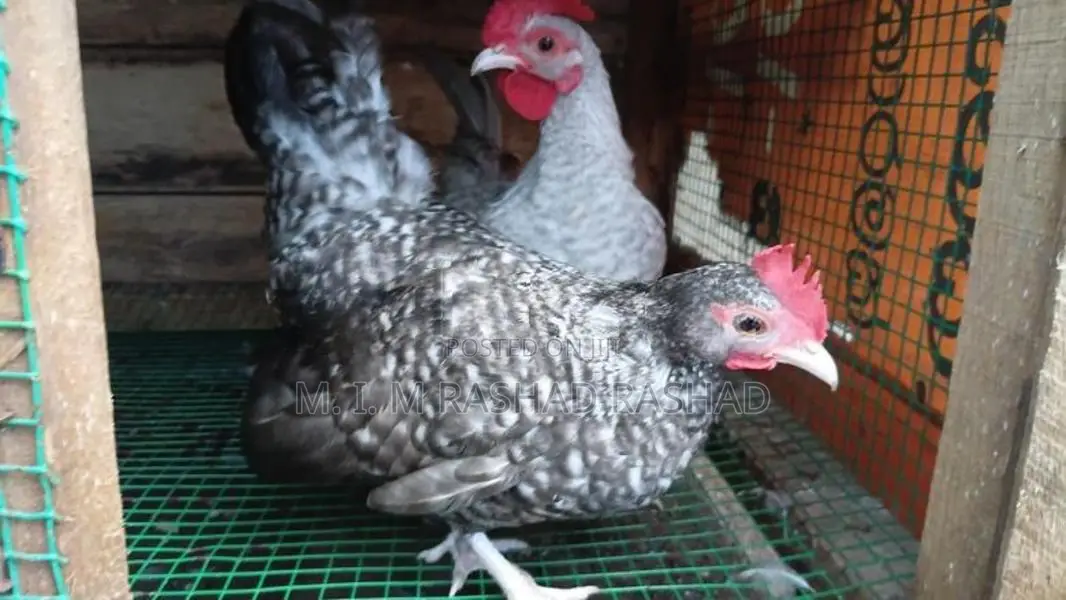 බෙන්ටෙක් කුකුළන්