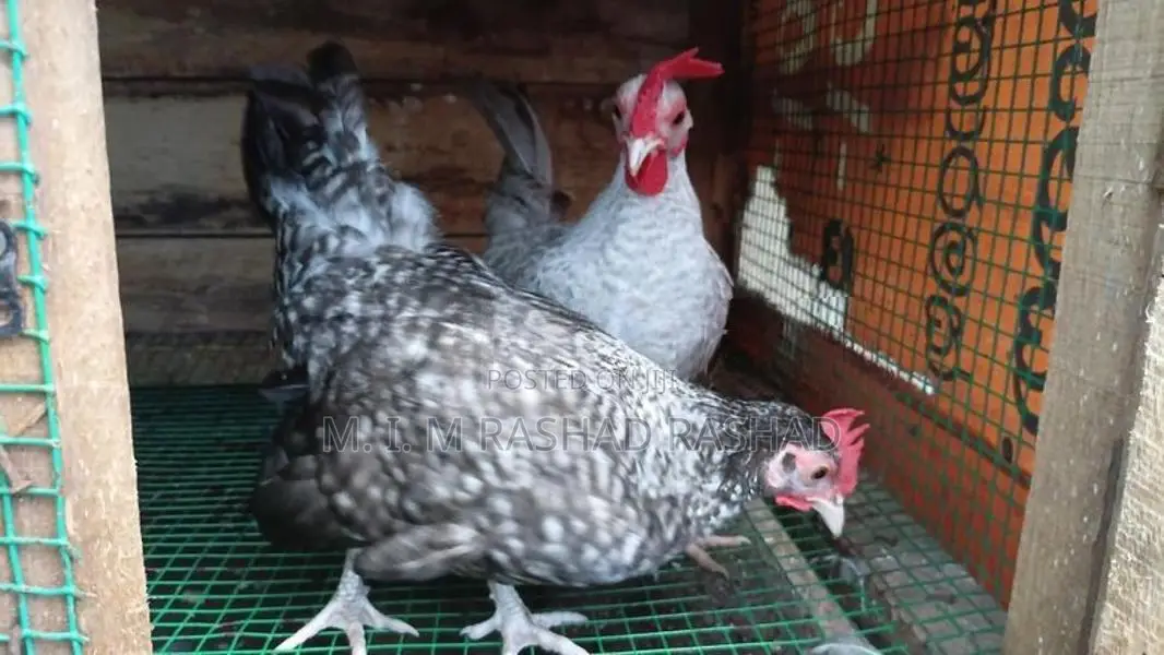 බෙන්ටෙක් කුකුළන්