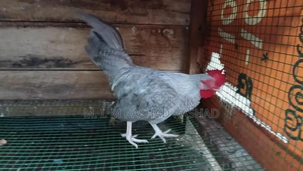බෙන්ටෙක් කුකුළන්