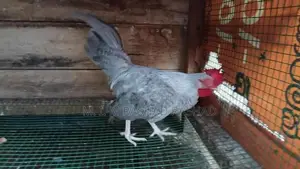 බෙන්ටෙක් කුකුළන්