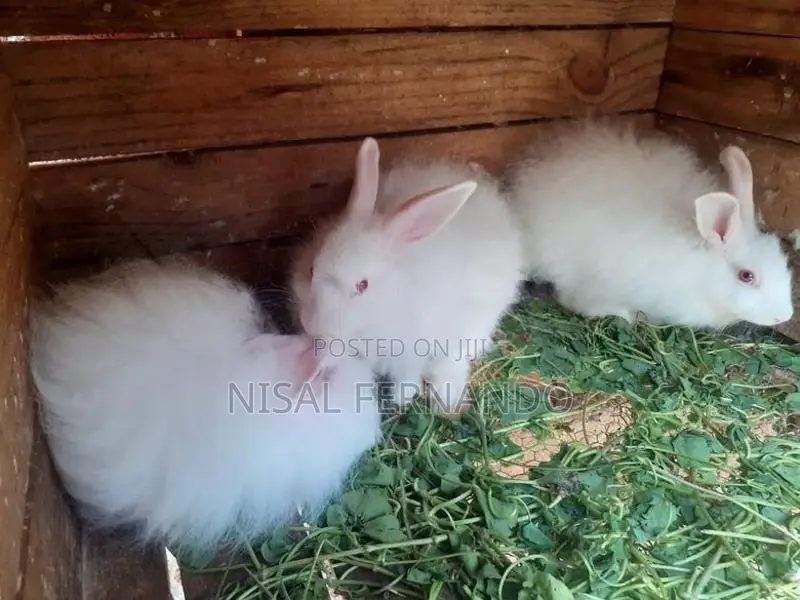 Angora Rabbits