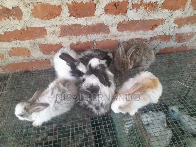 Angora Rabbits