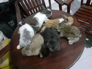 Angora Rabbits