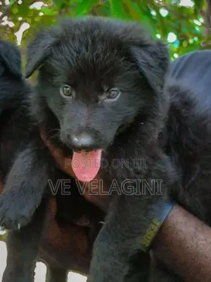 Belgian Shepherd Puppies