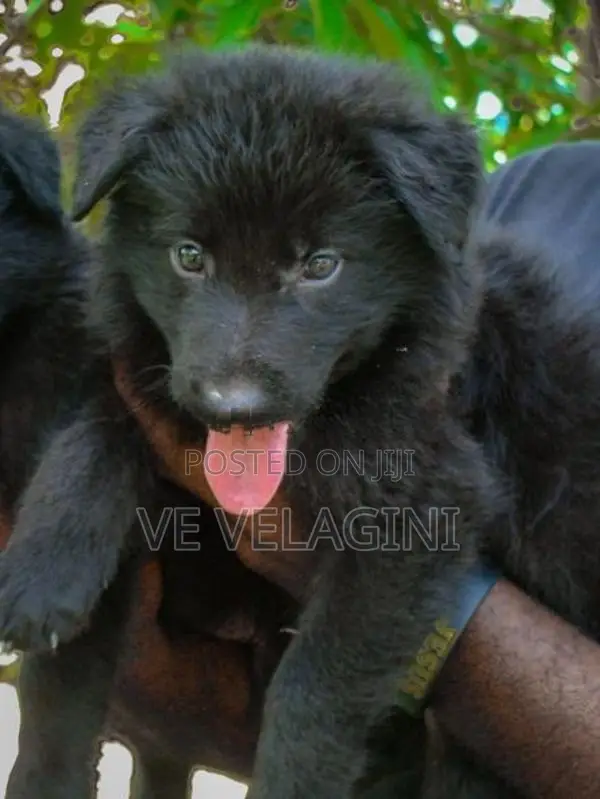 Belgian Shepherd Puppies