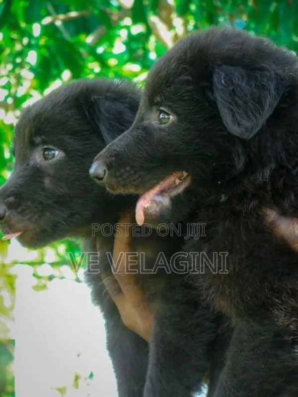 Belgian Shepherd Puppies