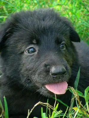 Belgian Shepherd Puppies