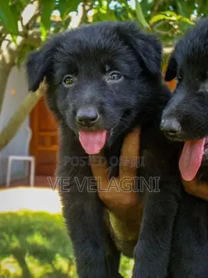 Belgian Shepherd Puppies