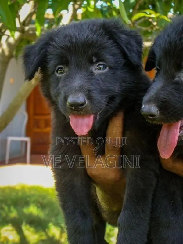 Belgian Shepherd Puppies
