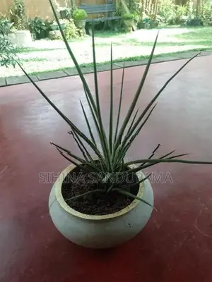 Sansevieria Plant