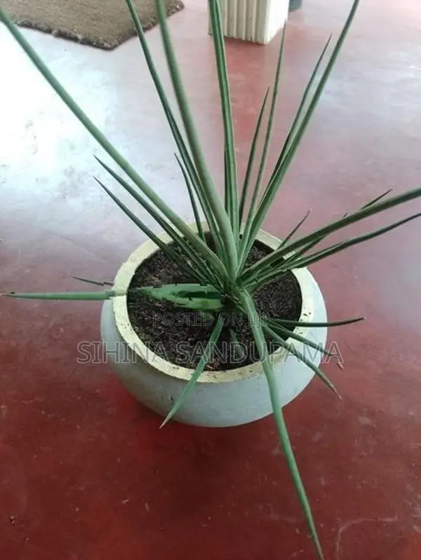 Sansevieria Plant
