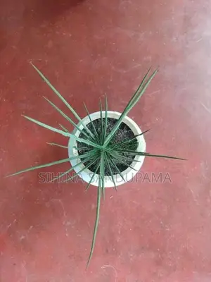 Sansevieria Plant