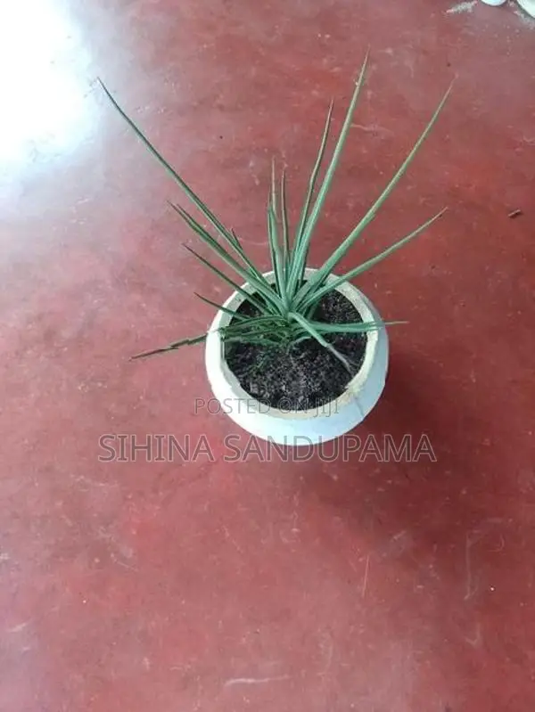 Sansevieria Plant