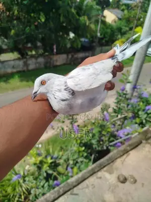 Pigeons