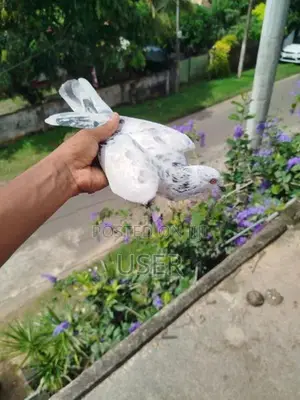 Pigeons