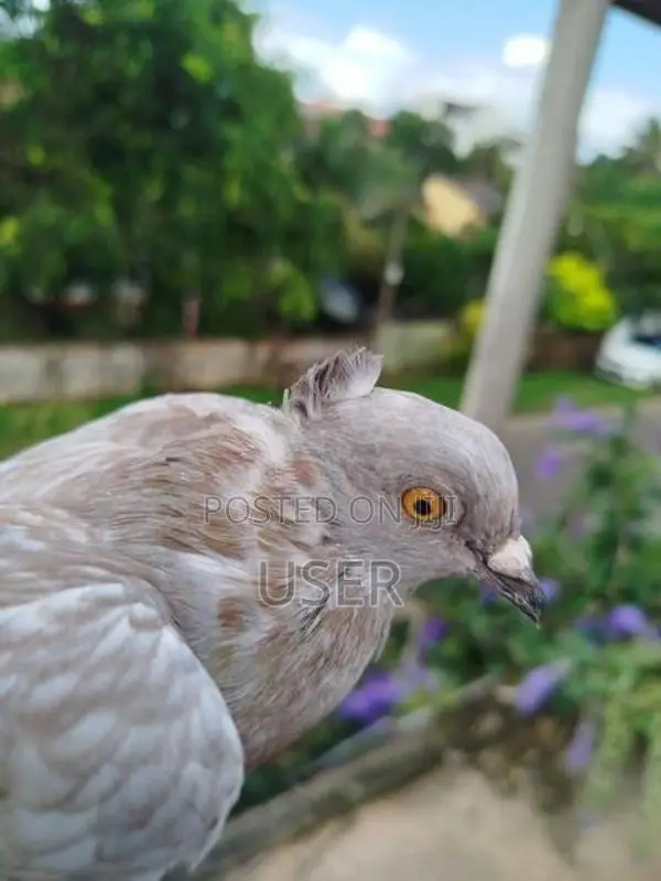 Pigeons