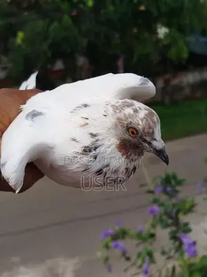 Pigeons
