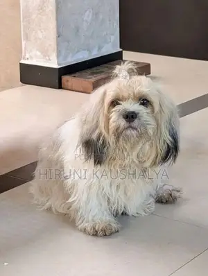 Shih Tzu Puppies