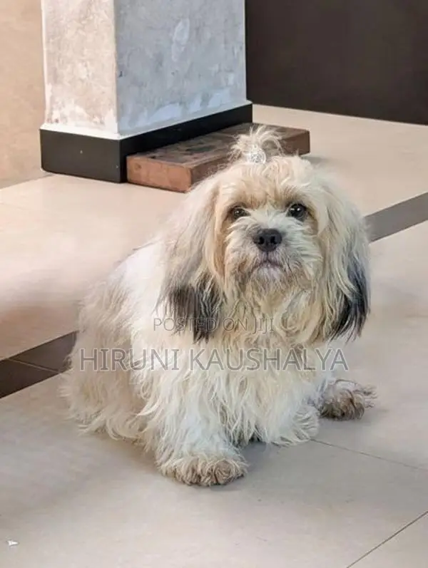 Shih Tzu Puppies