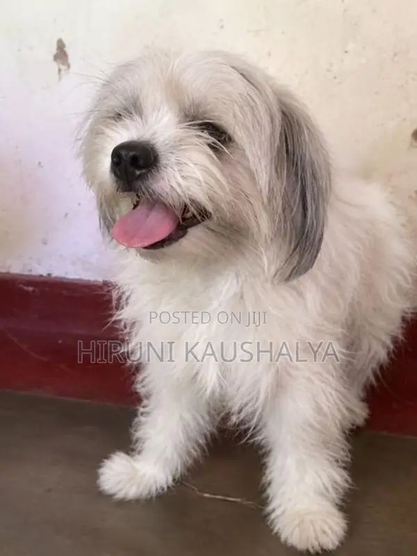 Shih Tzu Puppies