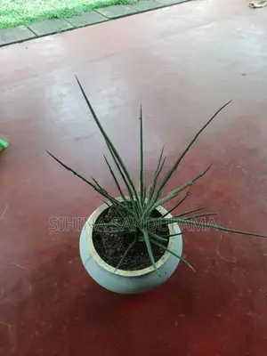 Sansevieria Plant