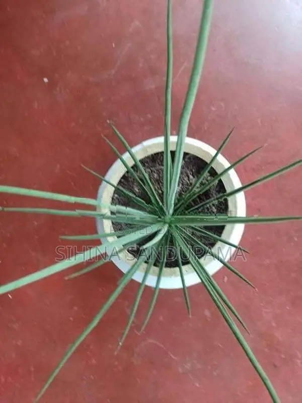 Sansevieria Plant