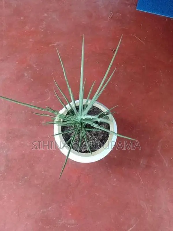 Sansevieria Plant