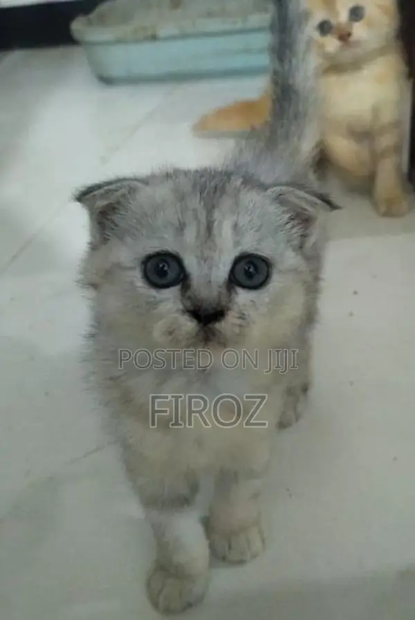 British Shorthair Kittens
