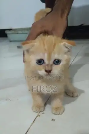 British Shorthair Kittens