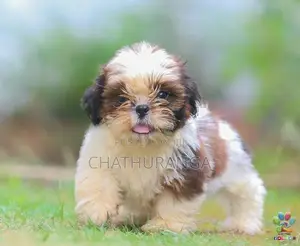 Shih Tzu Puppies