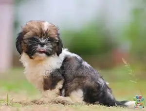 Shih Tzu Puppies
