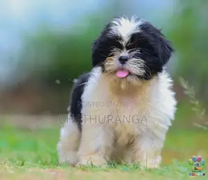 Shih Tzu Puppies