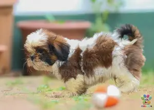 Shih Tzu Puppies