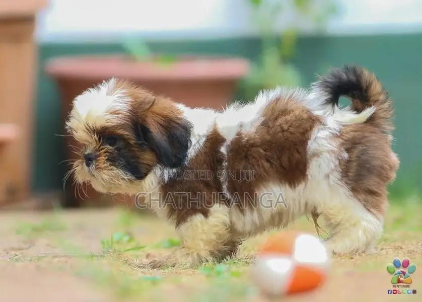 Shih Tzu Puppies
