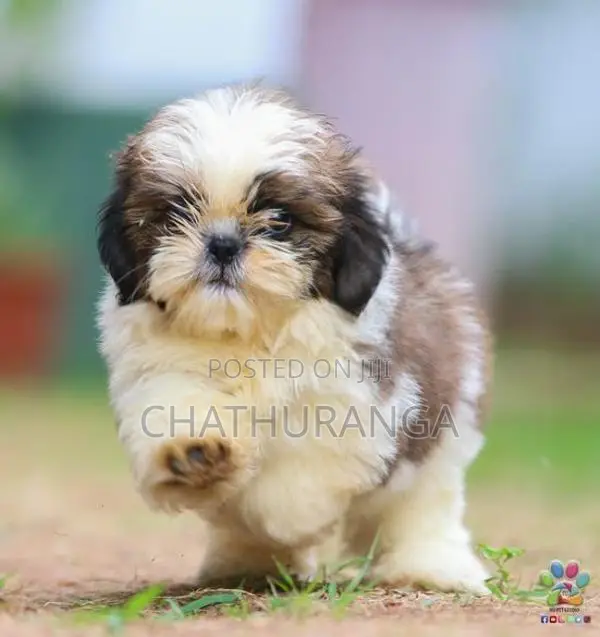 Shih Tzu Puppies