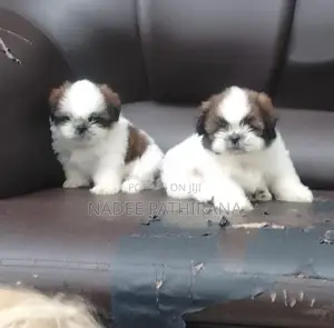 Shih Tzu Puppies