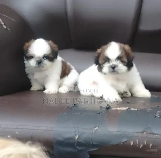 Shih Tzu Puppies
