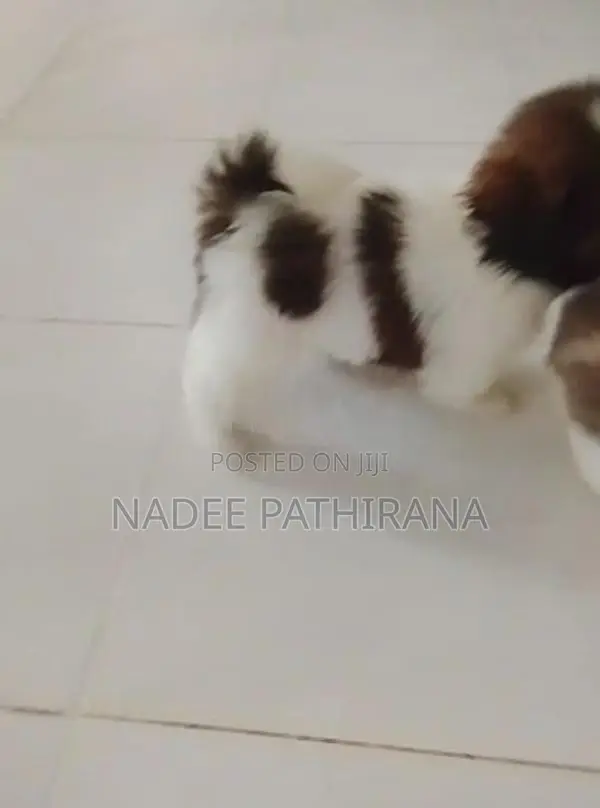Shih Tzu Puppies