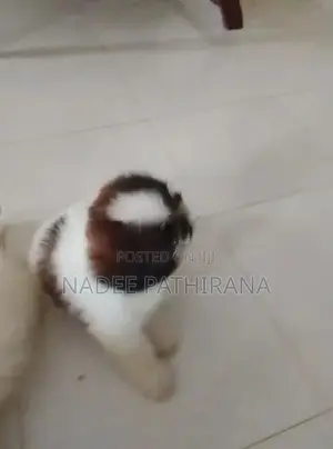 Shih Tzu Puppies
