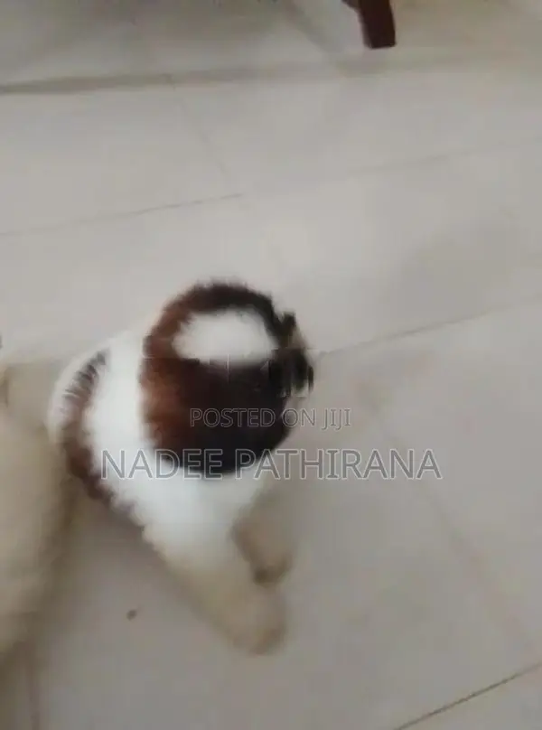 Shih Tzu Puppies