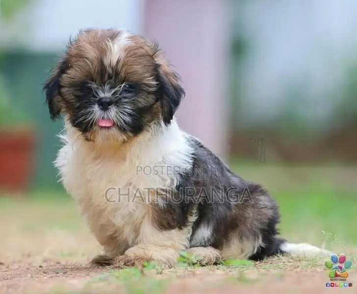Shih Tzu Puppies
