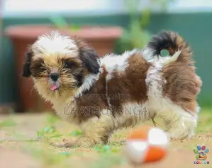 Shih Tzu Puppies