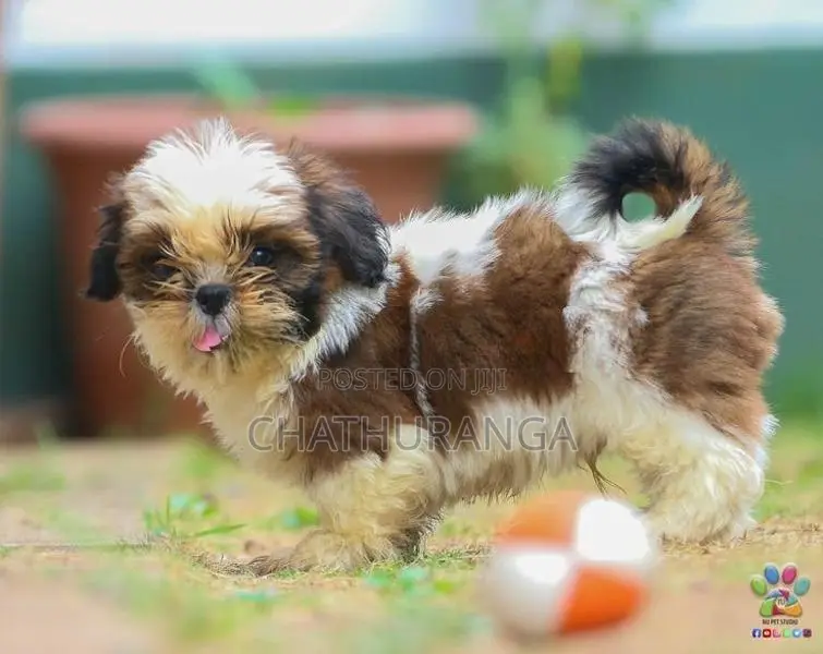 Shih Tzu Puppies