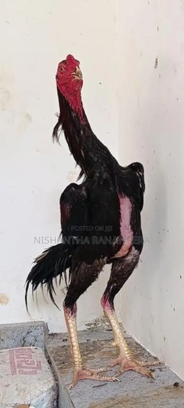 Shamo Rooster