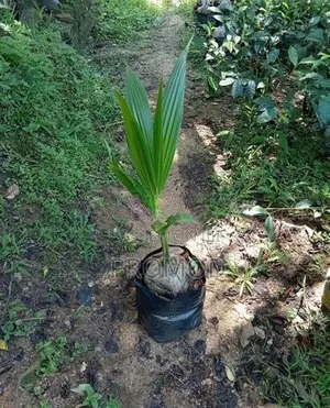 පොල් පැල