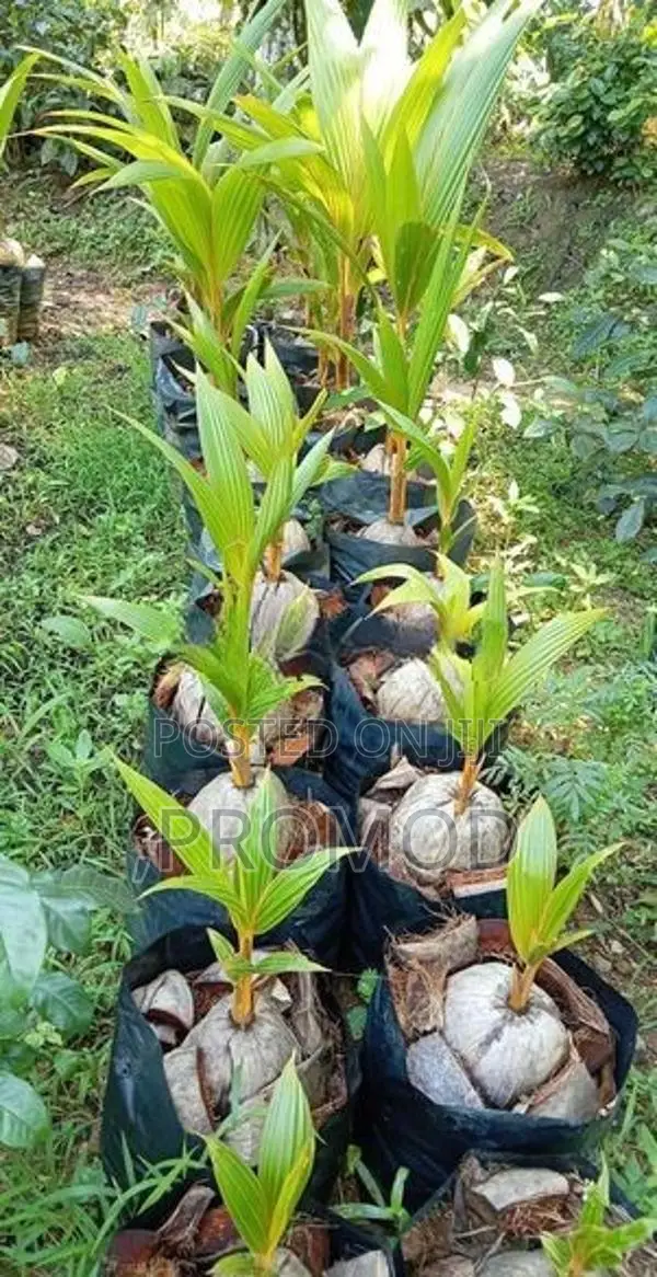පොල් පැල