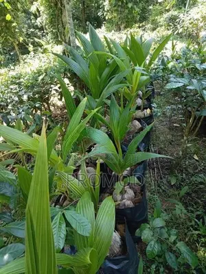 පොල් පැල