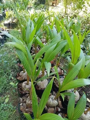 පොල් පැල