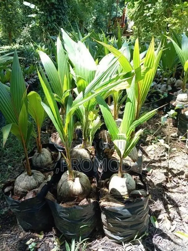 පොල් පැල